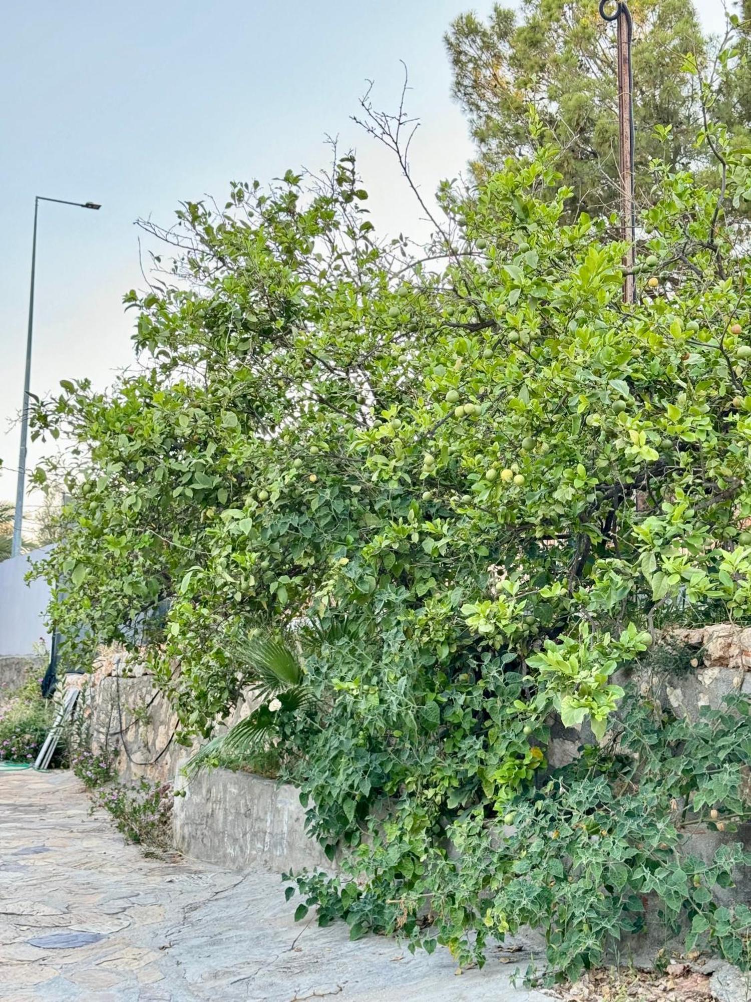 Rose Hotel B&B Patara Eksteriør bilde
