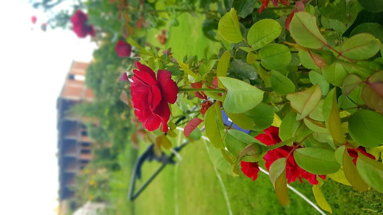 Rose Hotel B&B Patara Eksteriør bilde